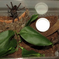 Psalmopoeus Juvenile Enclosure