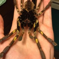 8" adult female Poecilotheria rufilata molt underside