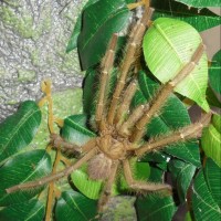 MM Lampropelma violaceopes