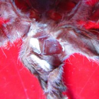 Acanthoscurria geniculata 3" molt