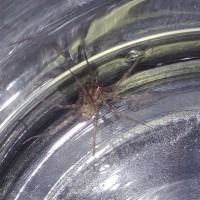 Spider 2 [2/2]