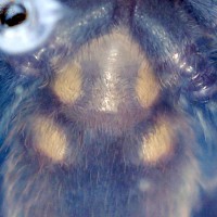 Nhandu coloratovillosus - ~1.5"