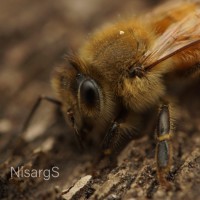 Apis mellifera