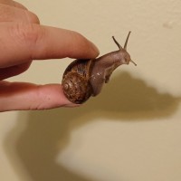 Unknown snail