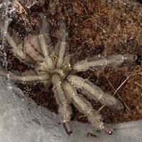 P. cambridgei Freshly Molted Unsexed