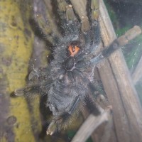 Avicularia avicularia 3in