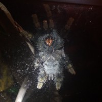 Avicularia avicularia