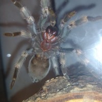 B. Smithi