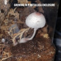 Mushroom in P. metallica enclosure