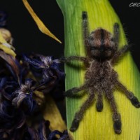 Avicularia merianae