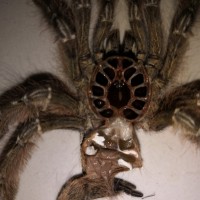 Stromatopelma calceatum [1/2]