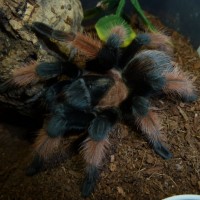 Brachypelma emilia