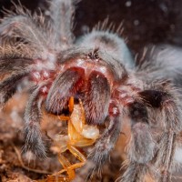 Grammostola pulchra