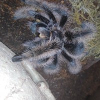 Brachypelma albopilosum