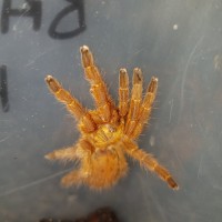 OBT