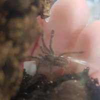 Poecilotheria Metallica