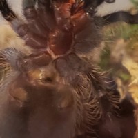 Brachypelma albopilosum