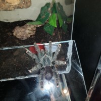 What Avicularia is this