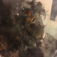 H pulchripes