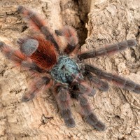 C. versicolor male (Tiddleywinks)