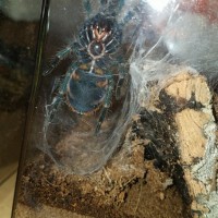 Chromatopelma cyaneopubescens [ventral sexing]