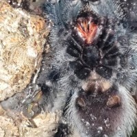 Avicularia avicularia 3.5-4"