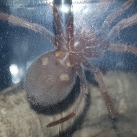 B. boehmei