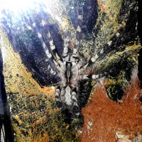 0.1 poecilotheria Regalis 6"