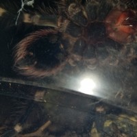 A. geniculata sex?