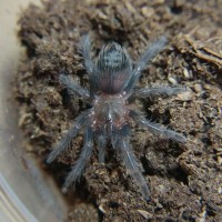 B. albopilosum