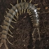 Is my Tiger Centipede is having issues with molting?