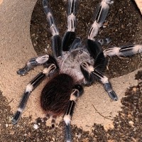 N. chromatus New hair but she bites first and flicks later