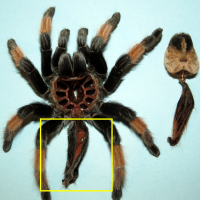 Brachypelma emilia Exuviae [1/3]