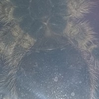 Grammostola Pulchripes Sex Help!