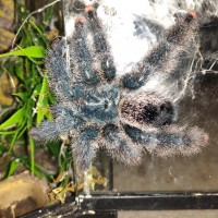 Avicularia metallica