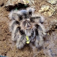 Juvinile B. albopilosum eating a locust