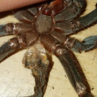 4" Pamphobeteus platyomma [molt sexing] [2/3]