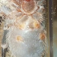 2.5-3" Grammostola pulchripes [ventral sexing]