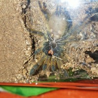 2" Stromatopelma calceatum [ventral sexing] [1/2]