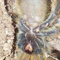 2" Stromatopelma calceatum [ventral sexing] [2/2]