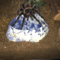 Lasiodora Parahybana