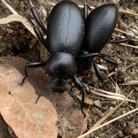 Eleodes female and male.