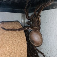 T. Strimi hitch hiking out of the enclosure.