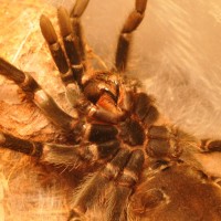Red Rump molting