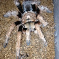 0.1 Freshly Molted A. chalcodes 1/2