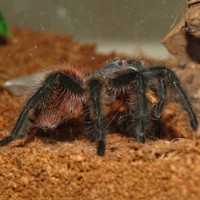 Grammostola actaeon