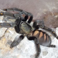 Psalmopoeus irminia A.F. 5+ inches.