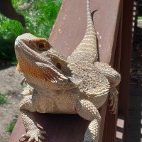 "Ora" Basking Outside