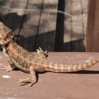 "Oscar" my baby beardie