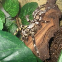 My P. Regalis female - Galadriel